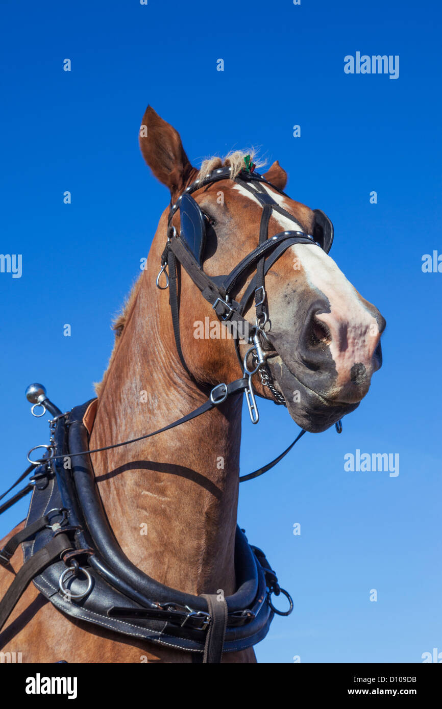 England, Dorset, Blanford, The Great Dorset Steam Fair, Belgian Heavy Draught Horse Stock Photo