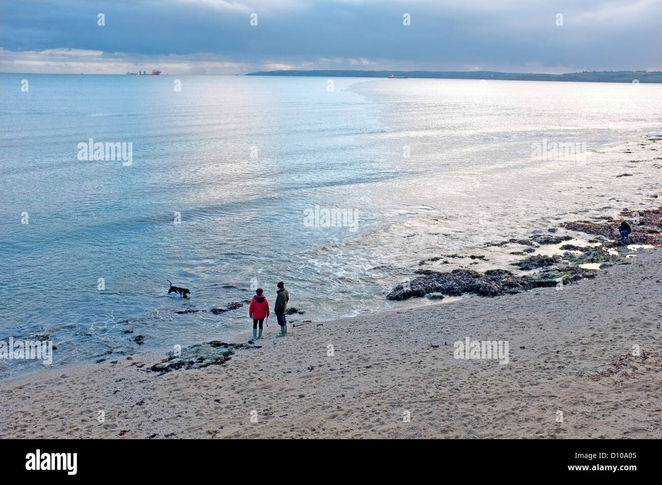 Two people with their dog on an empty beach Gyllyngvase beach in Falmouth, Cornwall, UK in the winter. Stock Photo