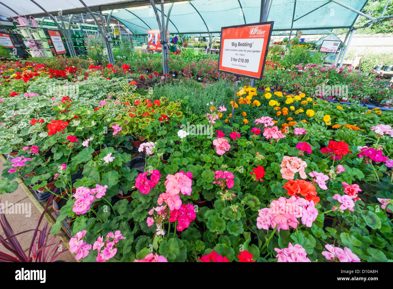 England, Hampshire, Romsey, Hillier Garden Centre, Plants for Sale