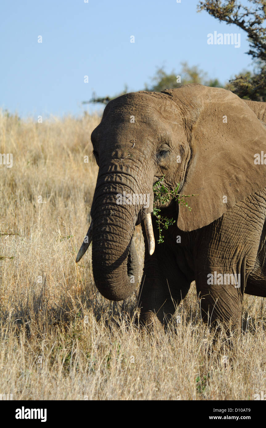 African elephant (Loxodonta) at Lewa Downs Kenya Africa Stock Photo