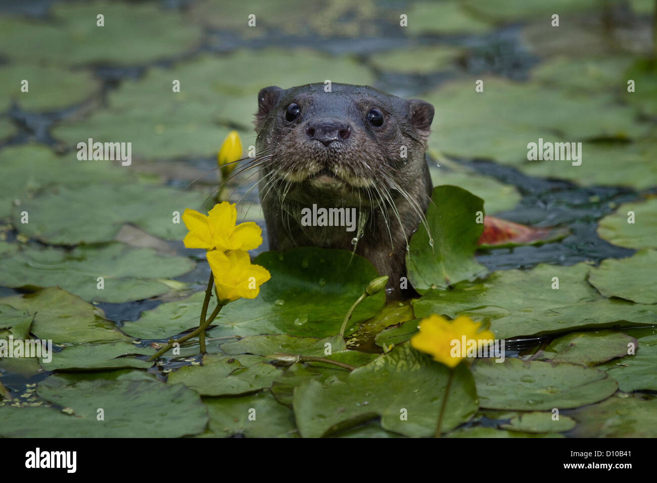 European Otter Lutra lutra Single adult emerging through the lily pads ( head shot) Devon Uk Stock Photo