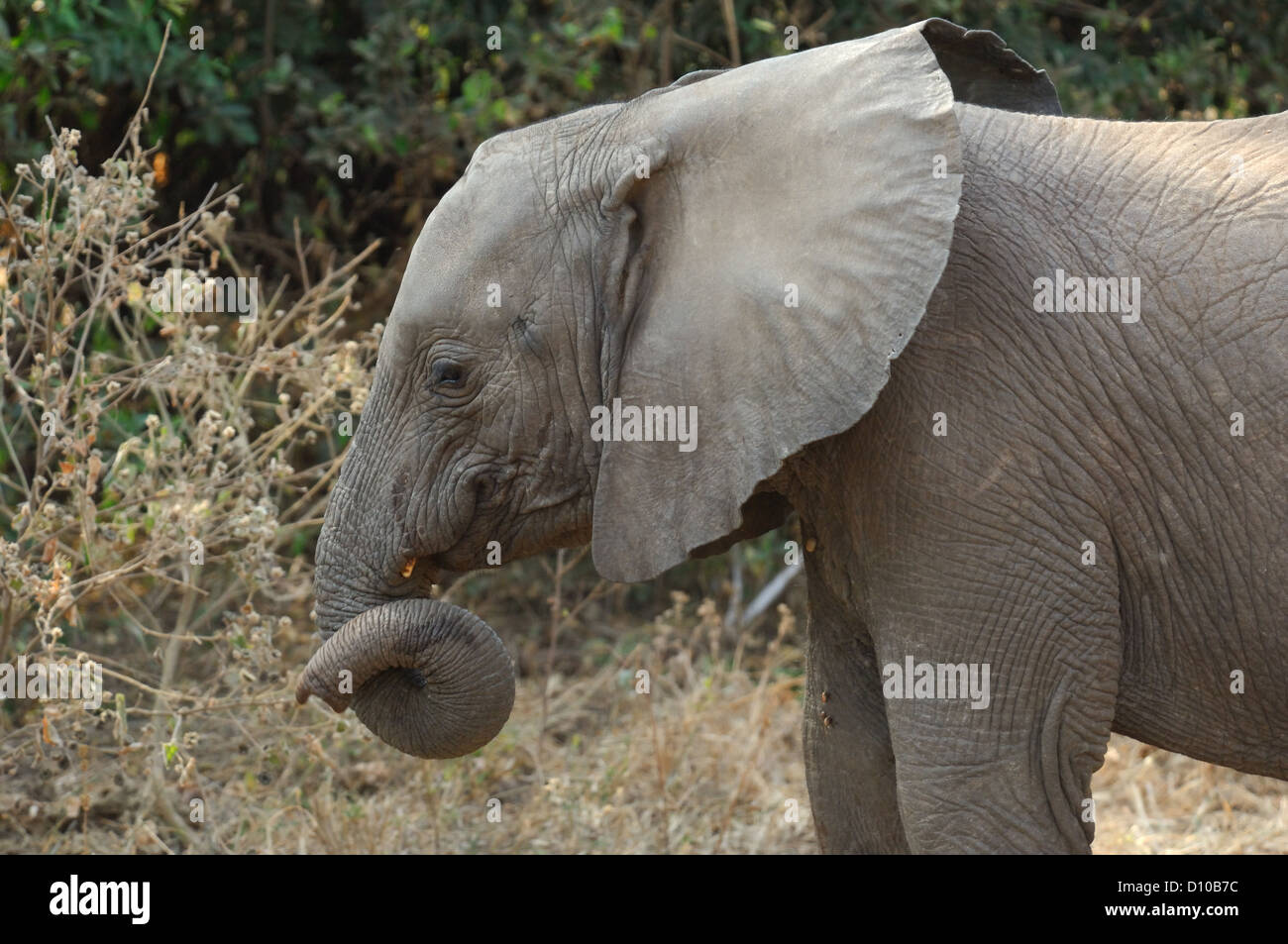 African elephant (Loxodonta) at Lake Manyara Tanzania Africa Stock Photo