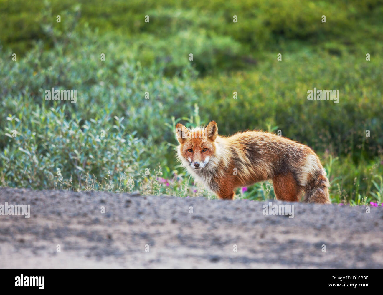fox in Alaska Stock Photo Alamy