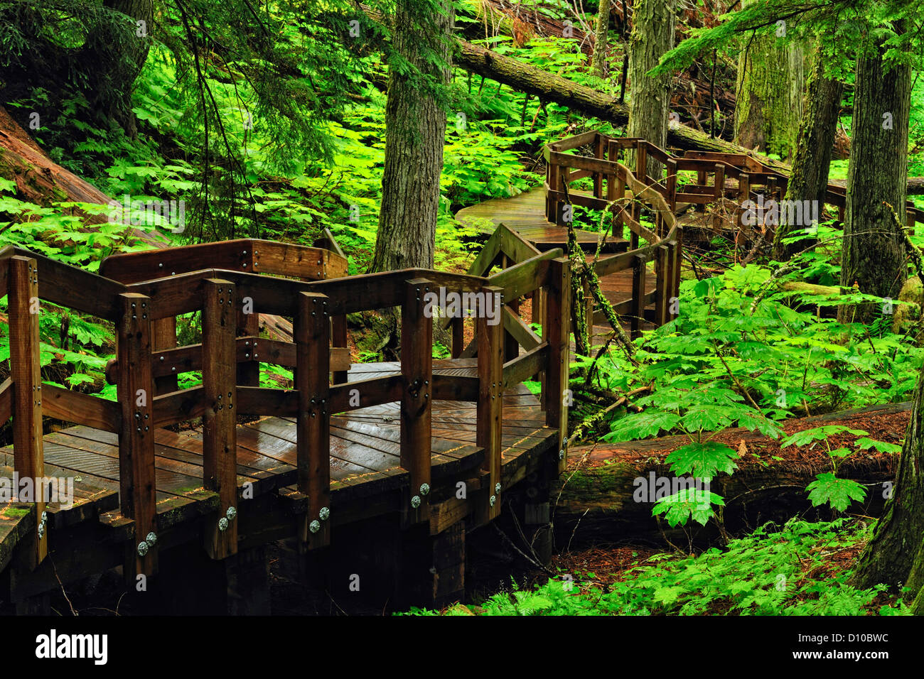 Boardwalk through the Giant Cedars Trail, Mount Revelstoke National Park, British Columbia, Canada Stock Photo