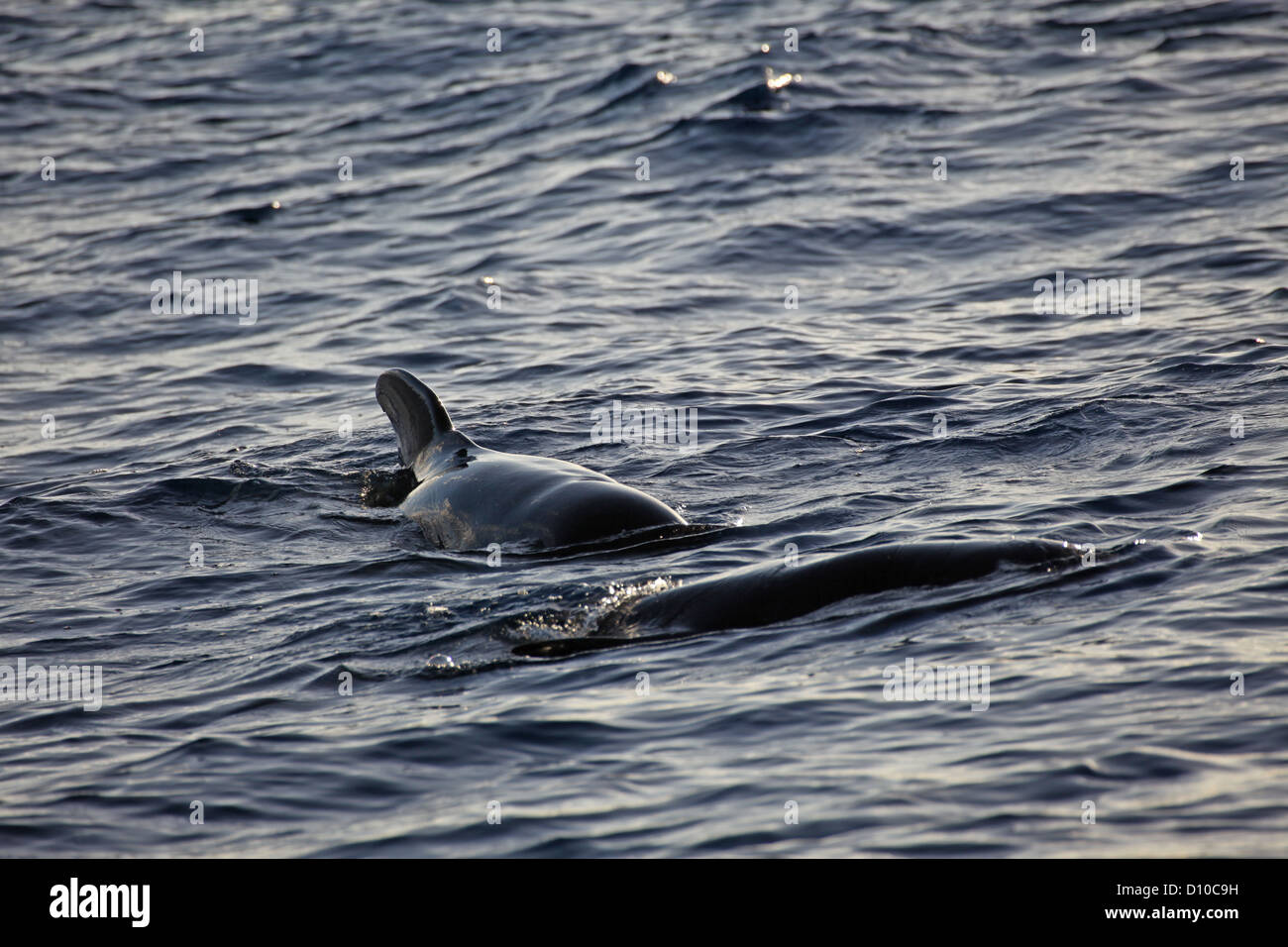Two short-finned pilot whales play at the water surface, La Gomera, Canary Islands Stock Photo