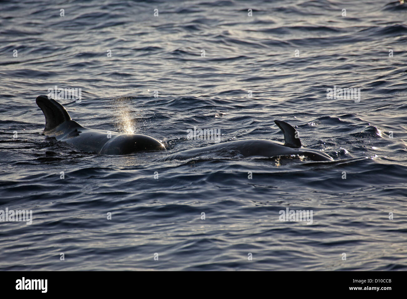 Two short-finned pilot whales play at the water surface, La Gomera, Canary Islands Stock Photo