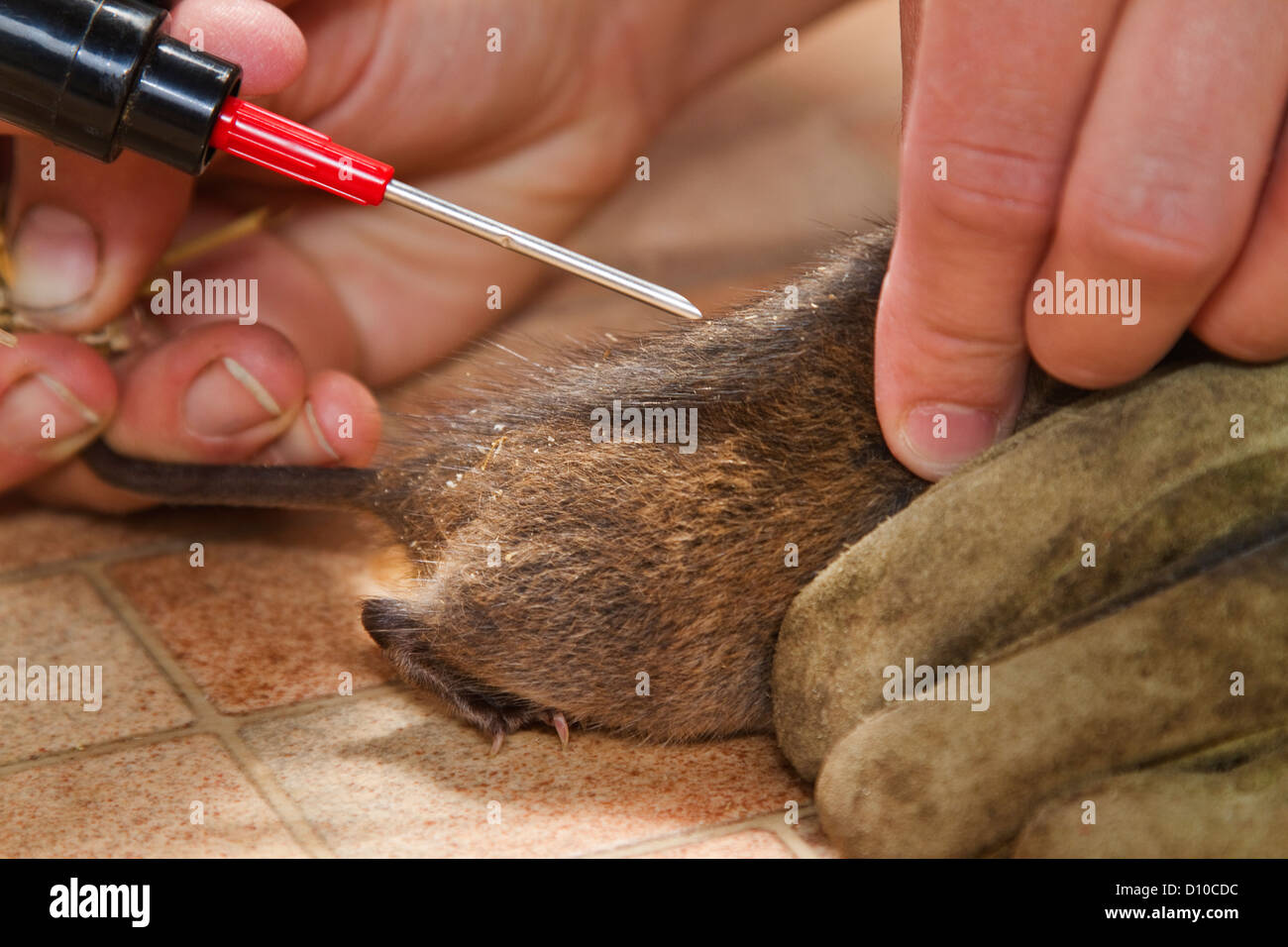 Micro chipping a Water Vole for conservation work,Devon Uk Stock Photo