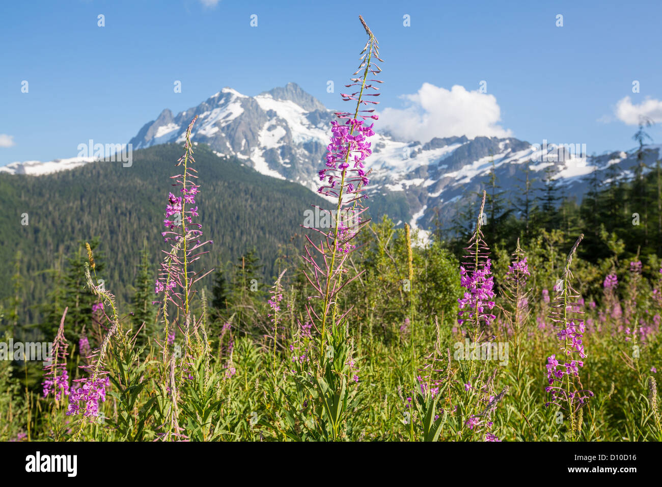 Mount Shuksan,Washington Stock Photo