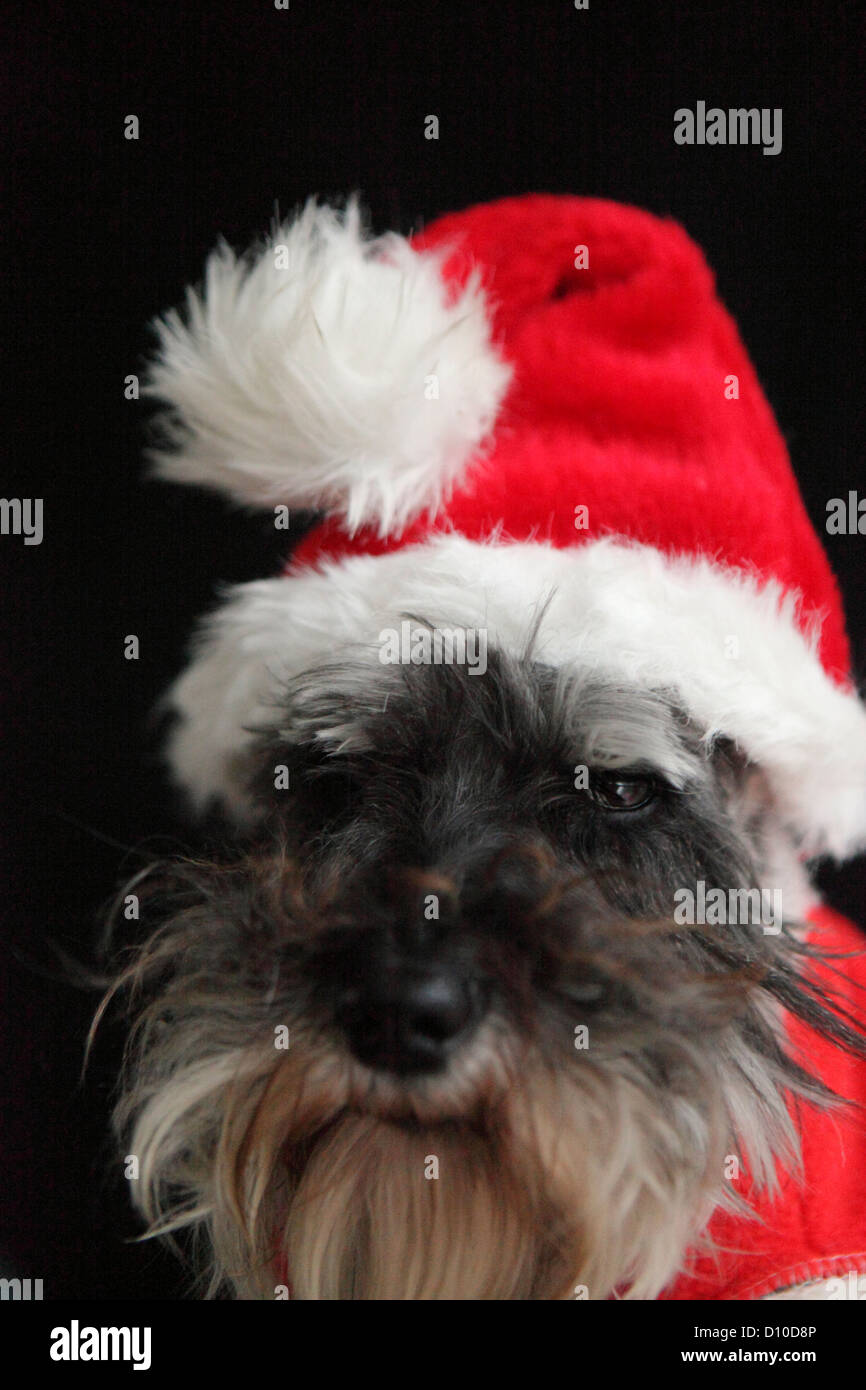 Miniature Schnuazer dog dressed as Santa Claus, Father Christmas, red festive, studio, UK Stock Photo