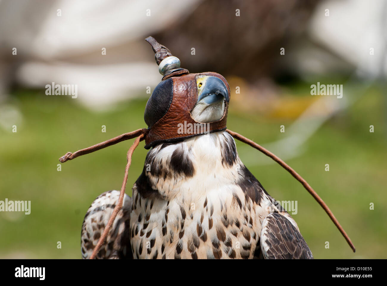 hooded Peregrine Falcon (Falco peregrinus) Stock Photo