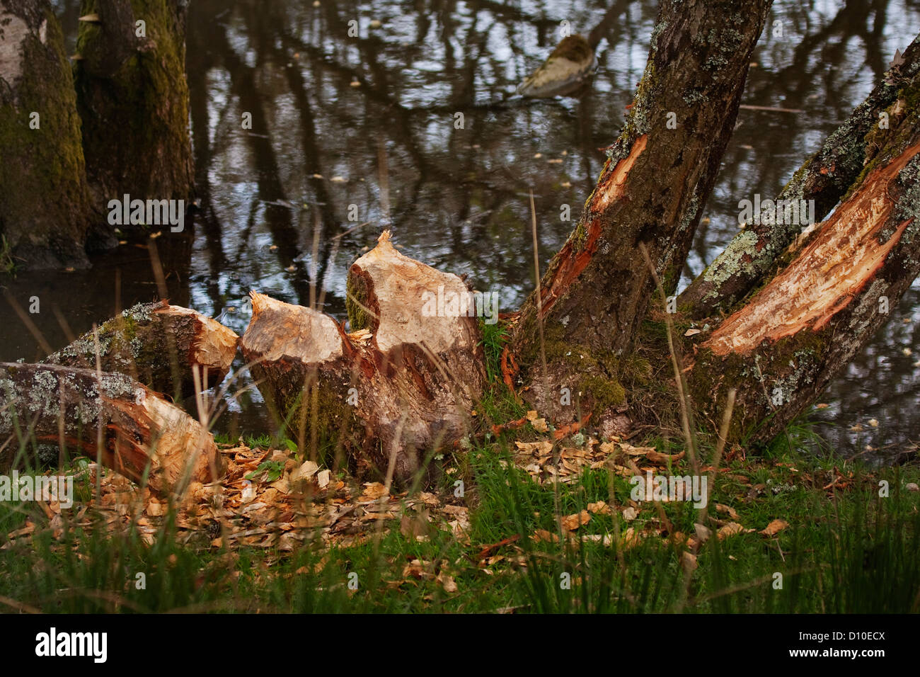 Damage to trees by the European Beaver,Casper fiber, Stock Photo