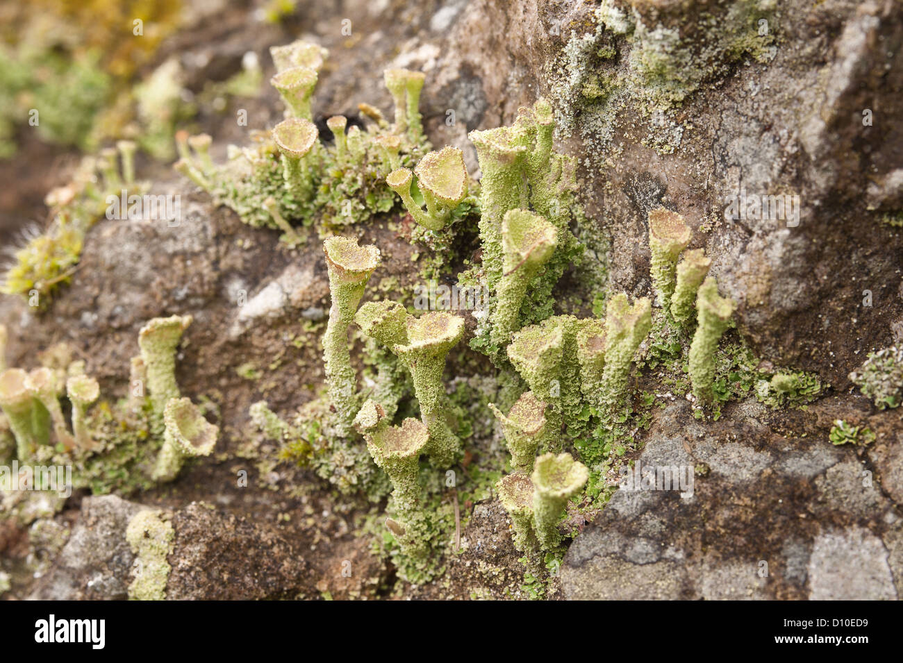Lichen fruiting bodies cup pixie-cup Stock Photo