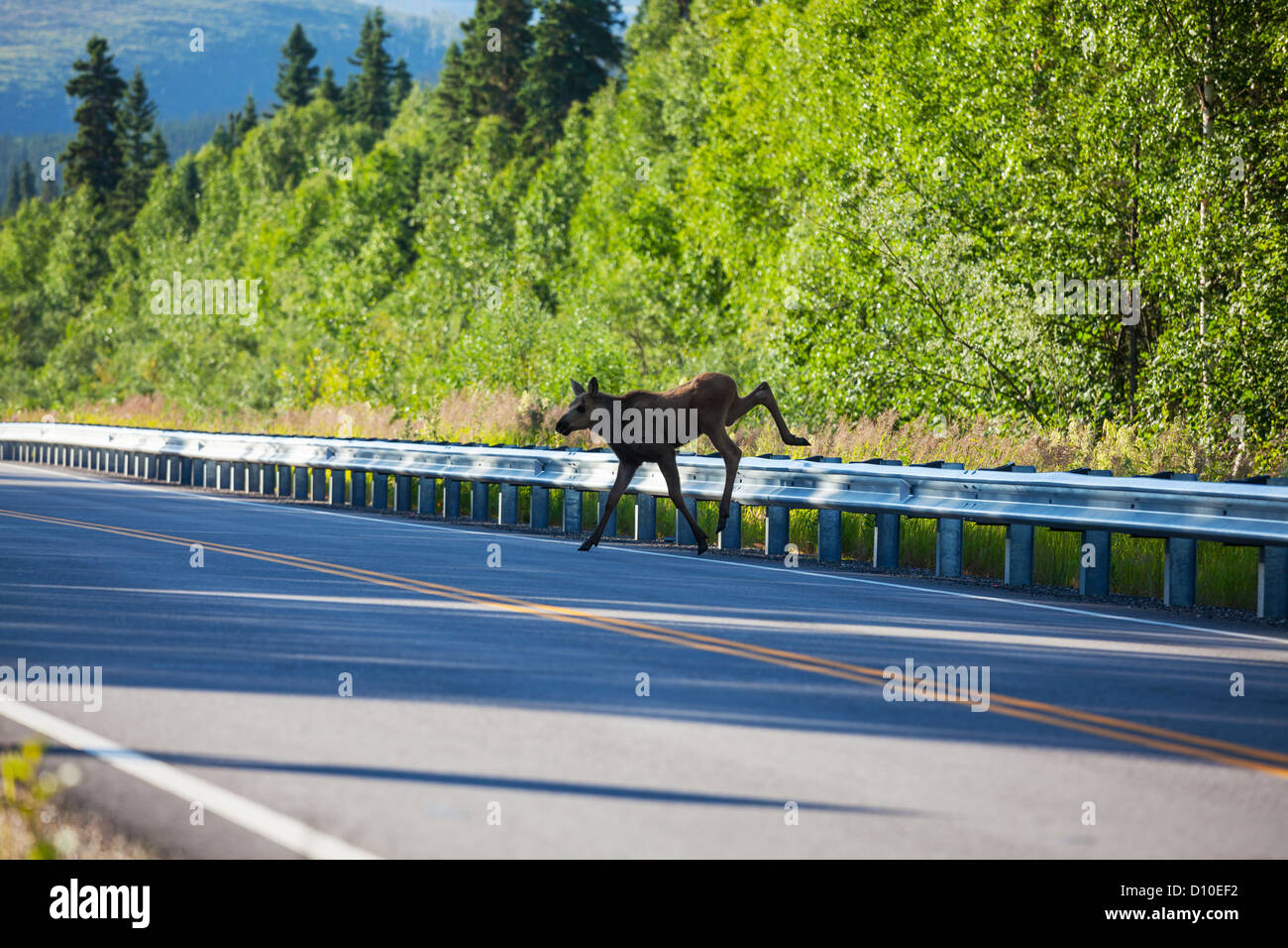 moose on highway in Alaska Stock Photo Alamy