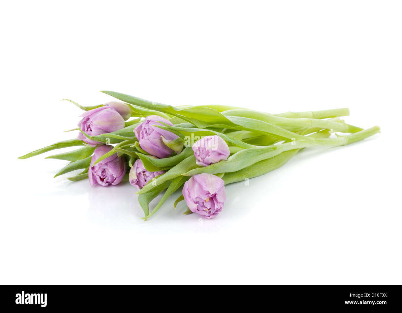 Lying pink tulips bouquet. Isolated on white background Stock Photo - Alamy