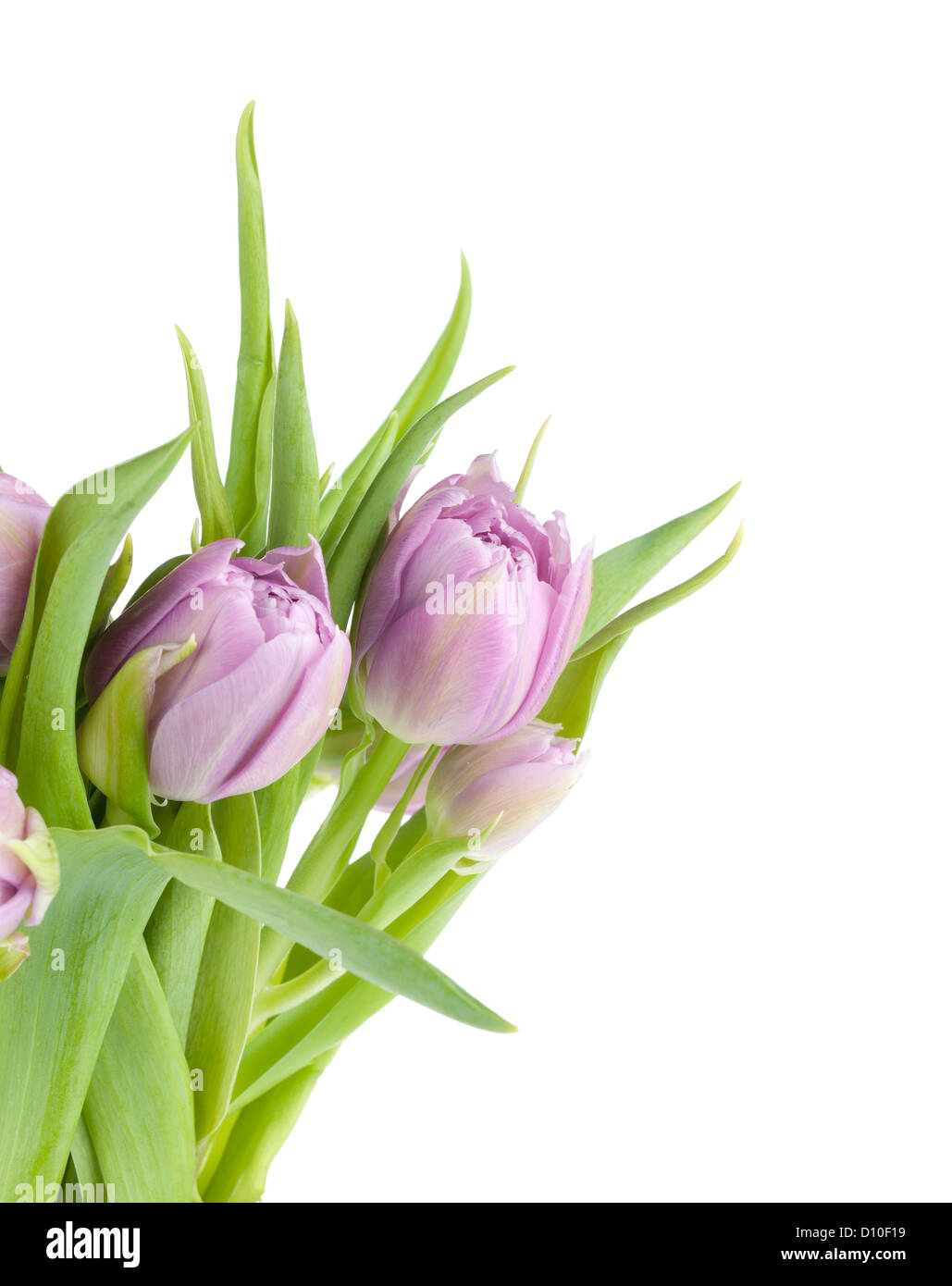 Pink tulips bouquet. Isolated on white background Stock Photo - Alamy