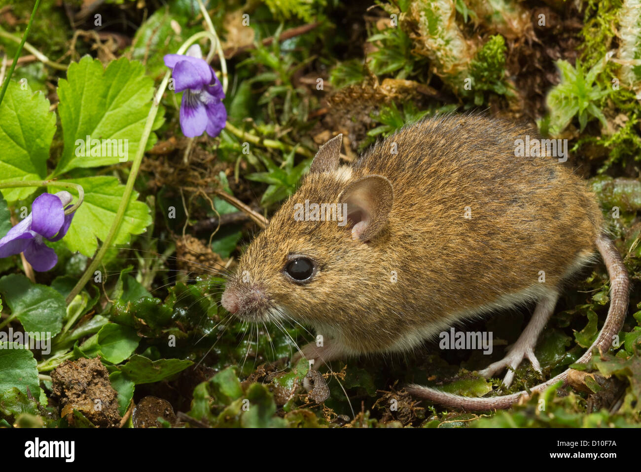 Long tailed field mouse uk hires stock photography and images Alamy