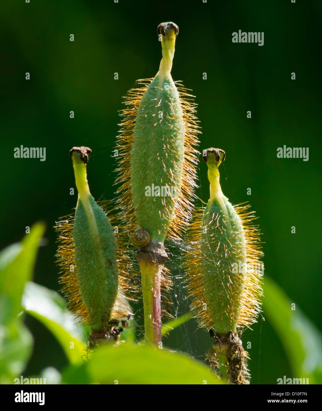 Seed capsules of Meconopsis 'Lingholm' with gossamer and snail. Stock Photo