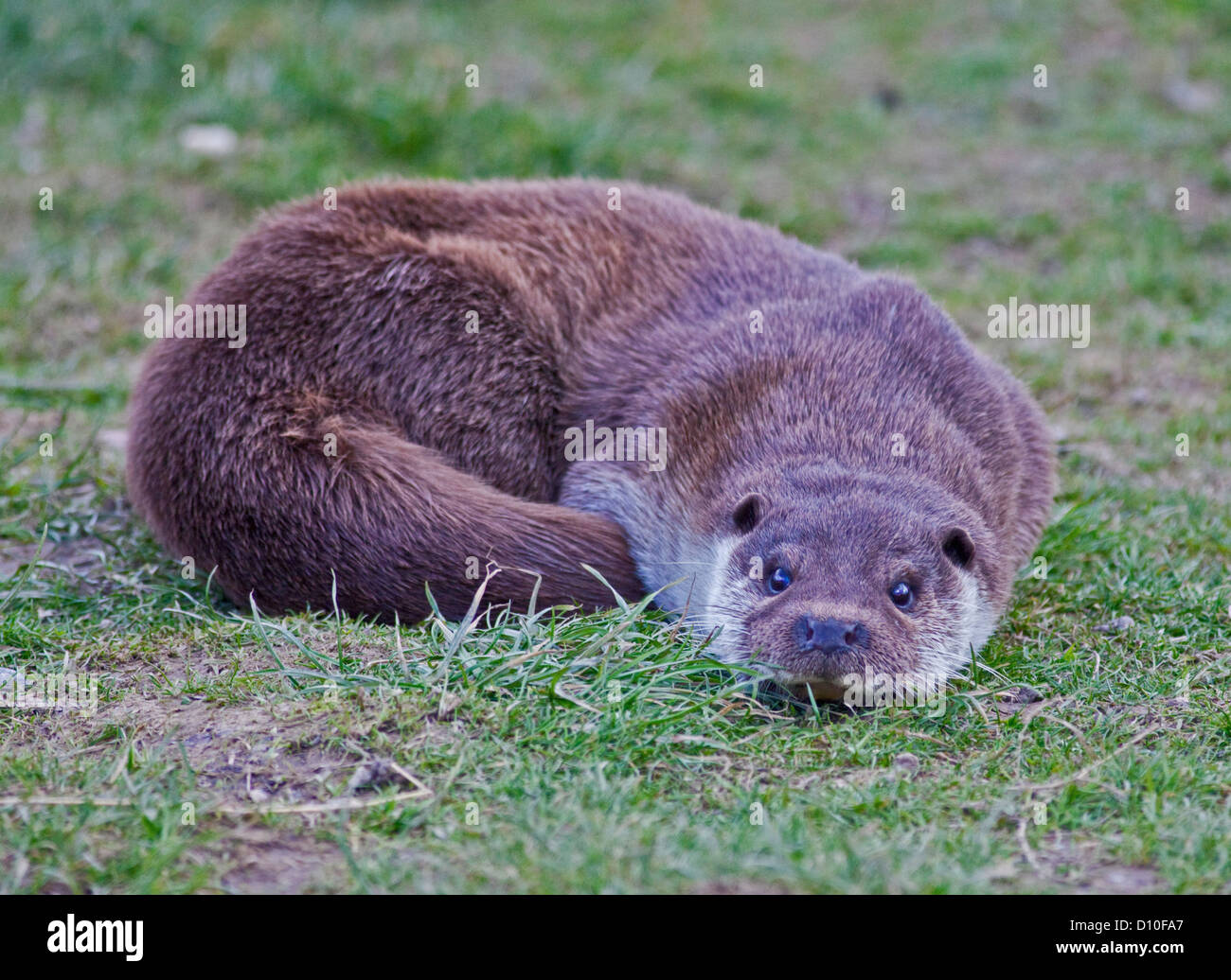 European Otter (lutra lutra) Stock Photo