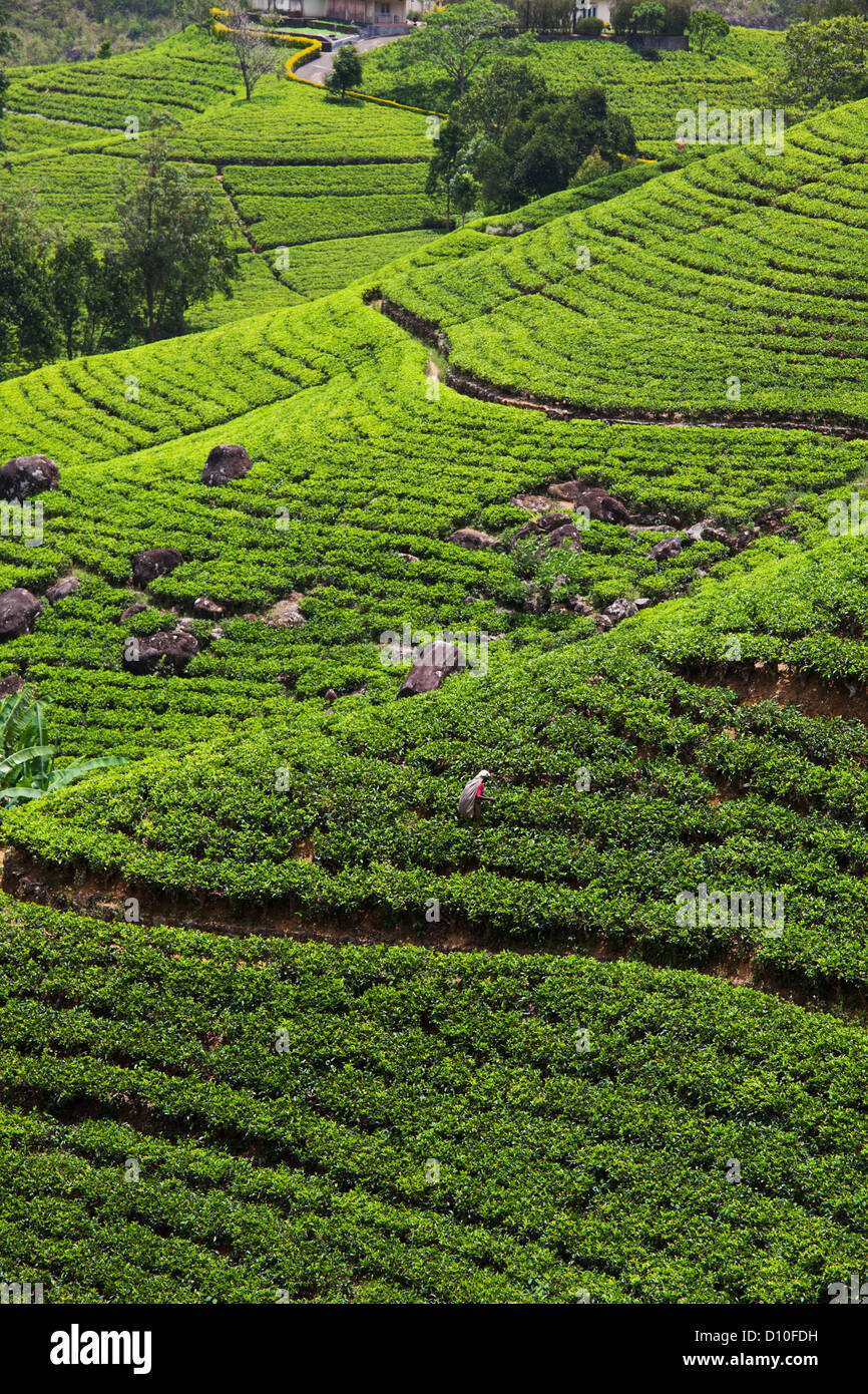 Tea plantation on Sri Lanka Stock Photo