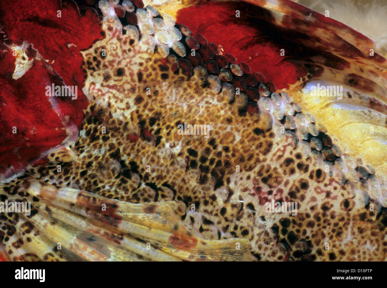 Close-up of Skin of Red Irish Lord (Hemilepidotus hemepidotus). Queen Charlotte Strait, British Columbia, Canada Stock Photo
