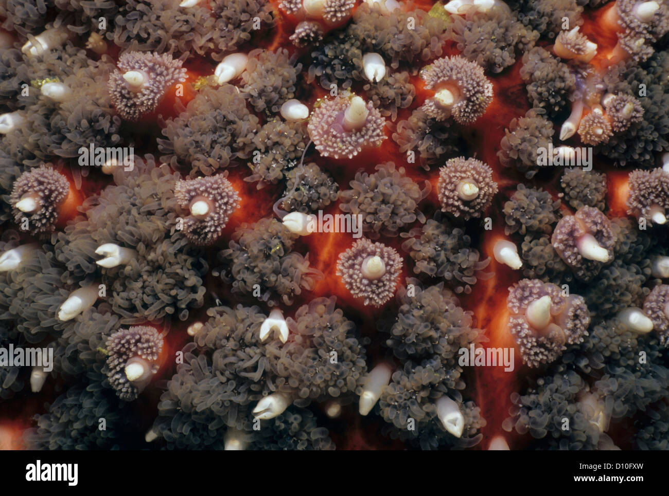 Close-up of Sunflower Sea Star (Pyenopodia helianthoides). Queen Charlotte Strait, British Columbia, Canada, North Pacific Ocean Stock Photo
