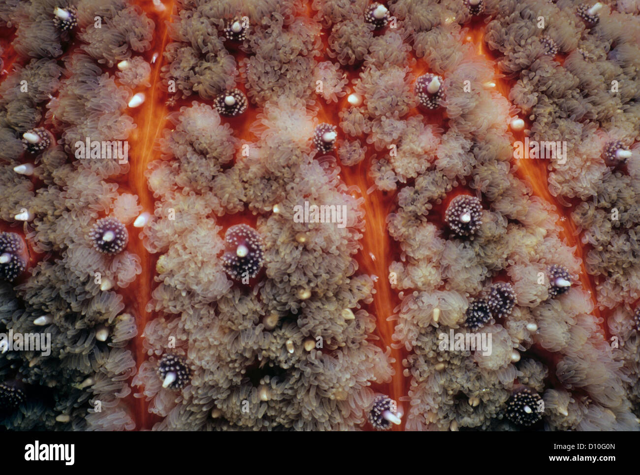Close-up of Sunflower Sea Star (Pyenopodia helianthoides). Queen Charlotte Strait, British Columbia, Canada, North Pacific Ocean Stock Photo