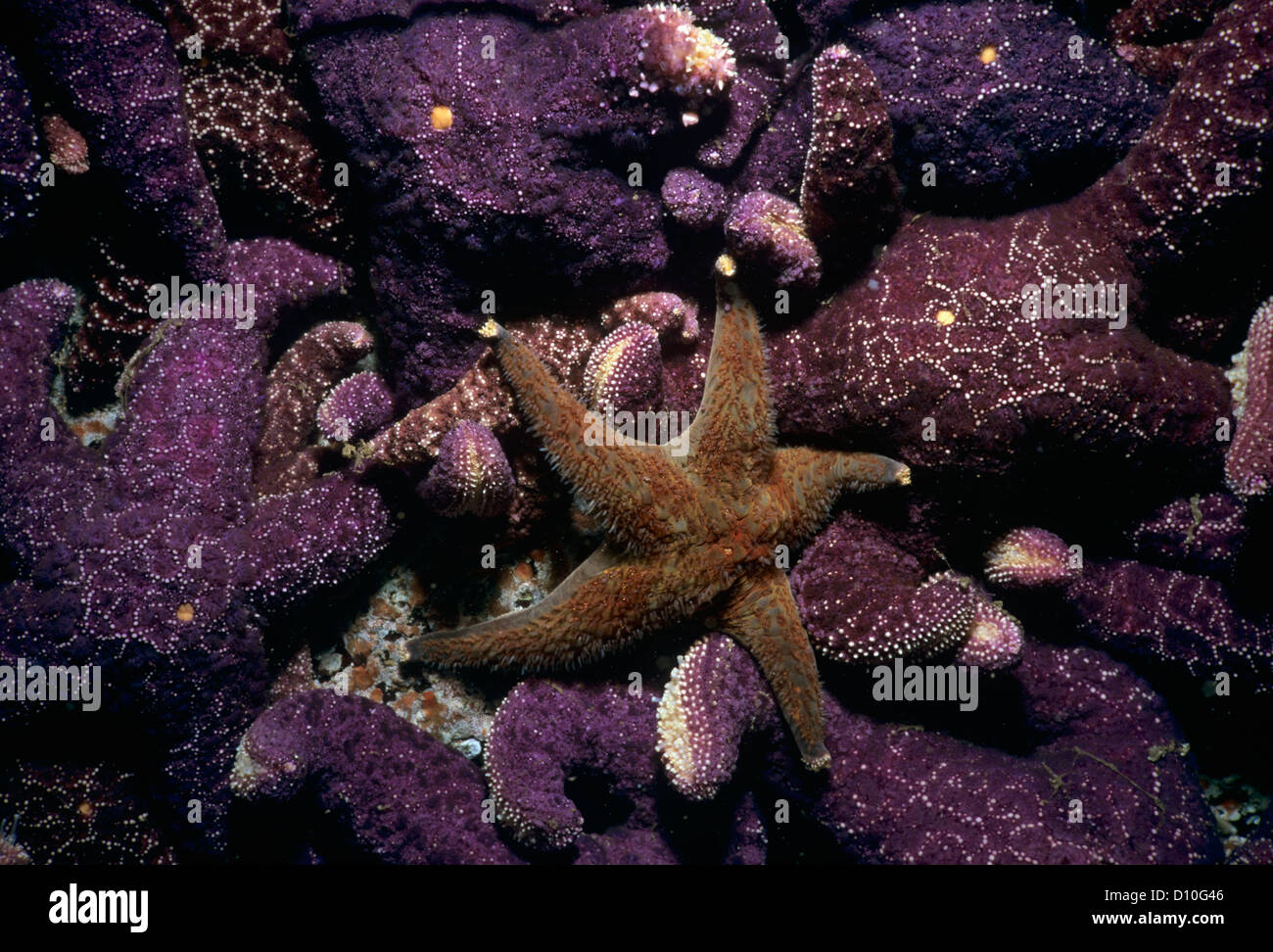 Ochre Sea stars (Pisaster ochraceus) feeding on barnacles. Vancouver Island, British Columbia, Canada. North Pacific Ocean Stock Photo