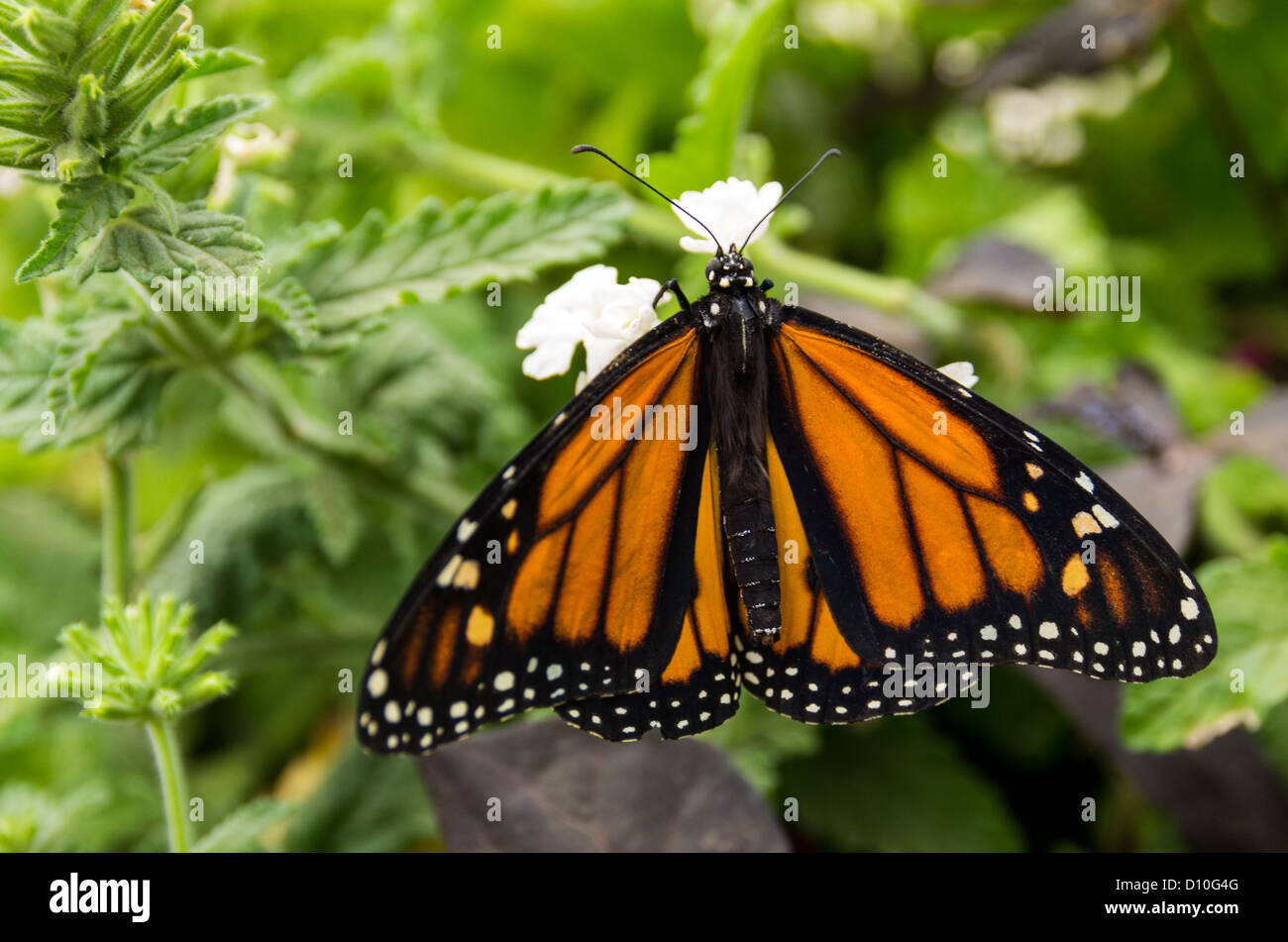 A Monarch butterfly resting on a white flower Stock Photo - Alamy