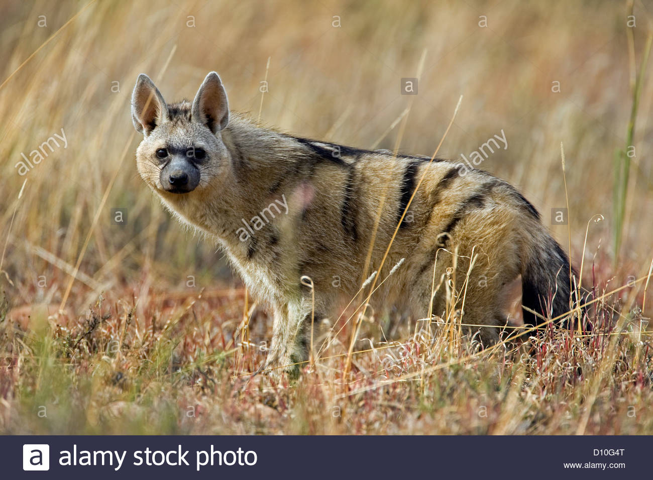 Proteles High Resolution Stock Photography and Images - Alamy