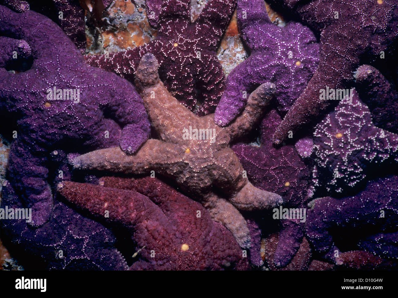 Ochre Sea stars (Pisaster ochraceus) feeding on barnacles. Vancouver Island, British Columbia, Canada Stock Photo