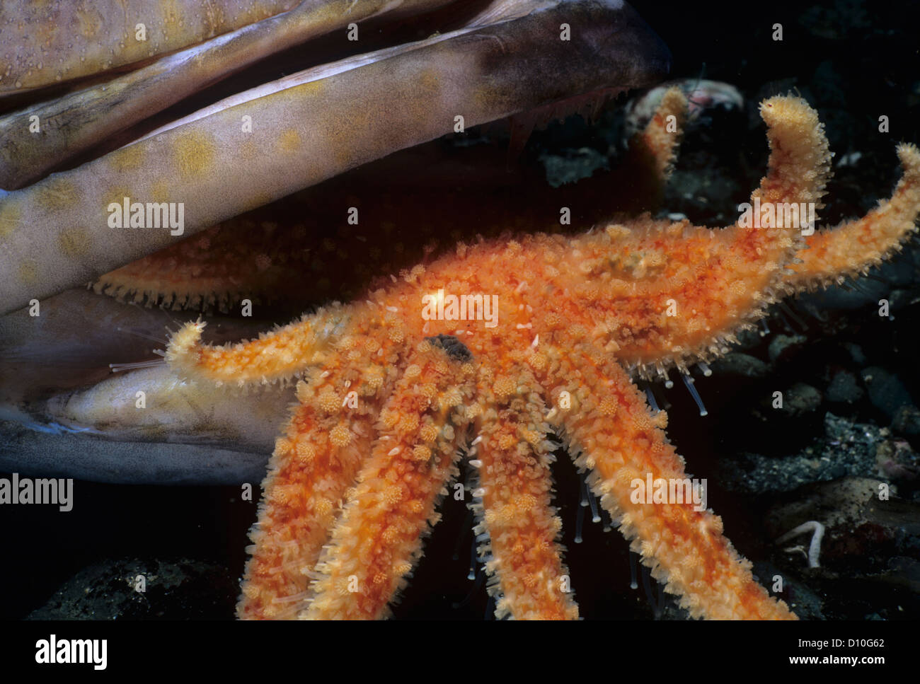 Sunflower Sea Star (Pycnopodia helianthoides) scavenging Lingcod (Ophiodon elongatus). Canada Stock Photo