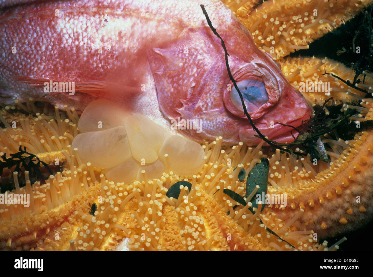 Sunflower SeaStar (Pycnopodia helianthoides) scavenging Yelloweye Rockfish (Sebastes ruberrimus). Vancouver Island, Canada Stock Photo