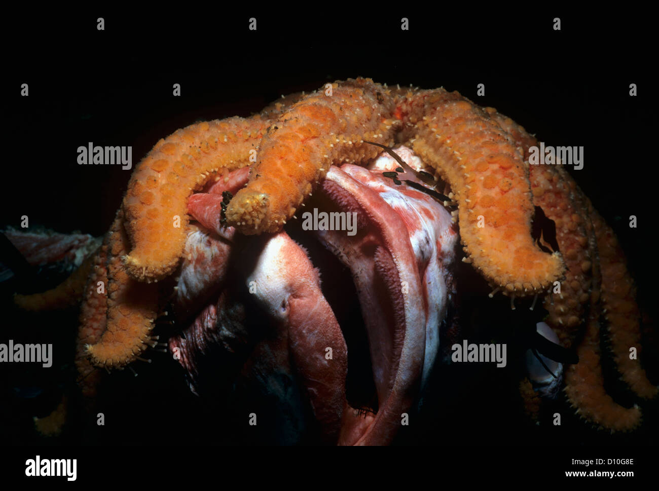 Sunflower Sea Star (Pycnopodia helianthoides) scavenging Yelloweye Rockfish (Sebastes ruberrimus). Canada Stock Photo