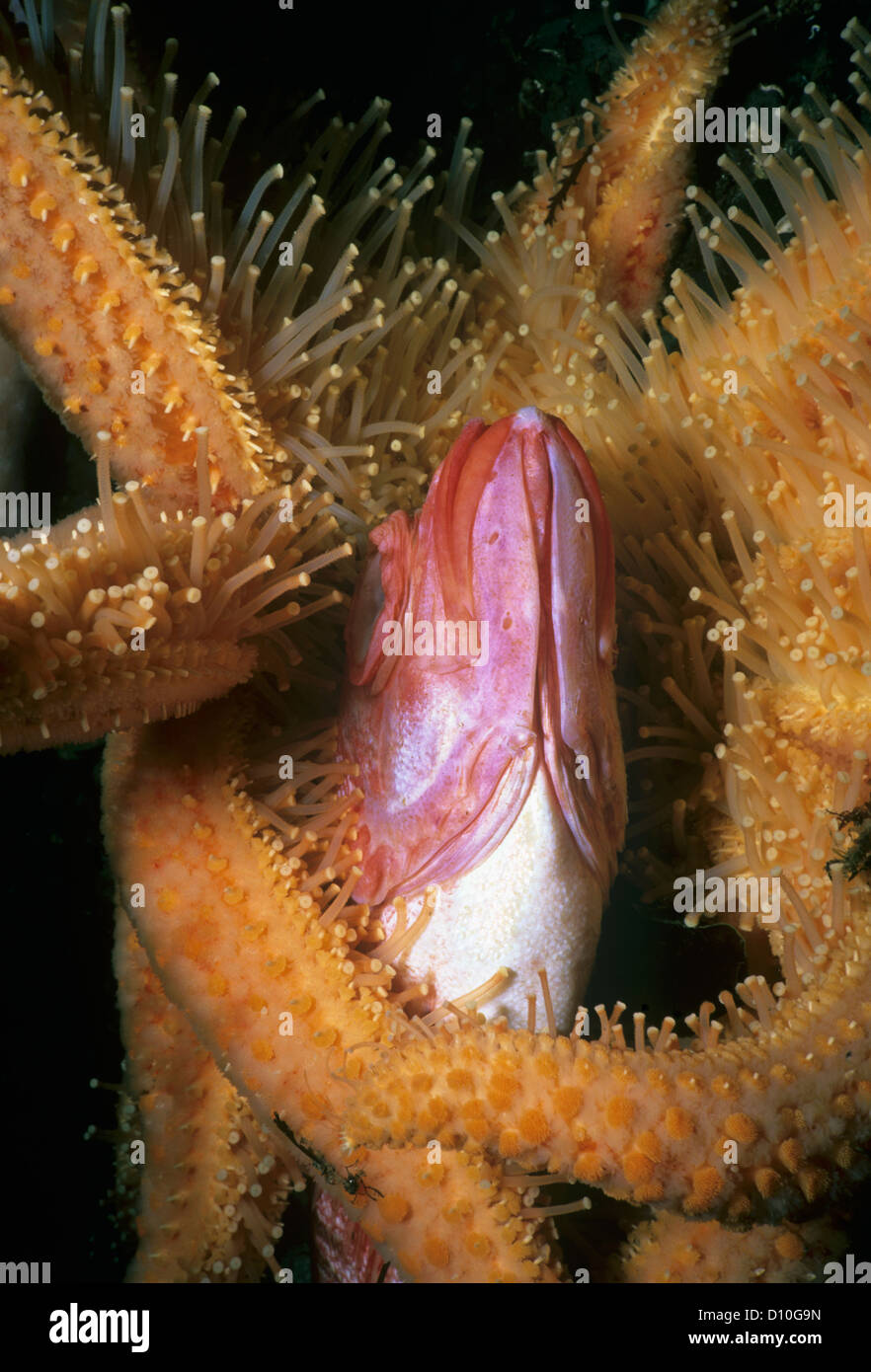 Sunflower Sea Star (Pycnopodia helianthoides) scavenging Yelloweye Rockfish (Sebastes ruberrimus). Canada Stock Photo