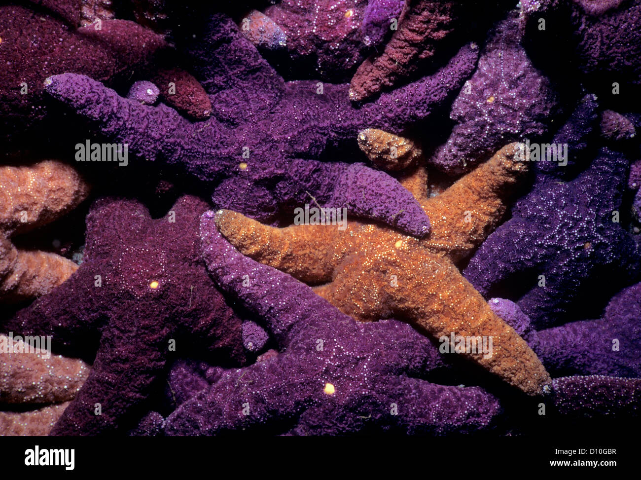 Ochre Sea Stars (Pisaster ochraceus) feeding on barnacles. Vancouver Island, British Columbia, Canada. North Pacific Ocean Stock Photo