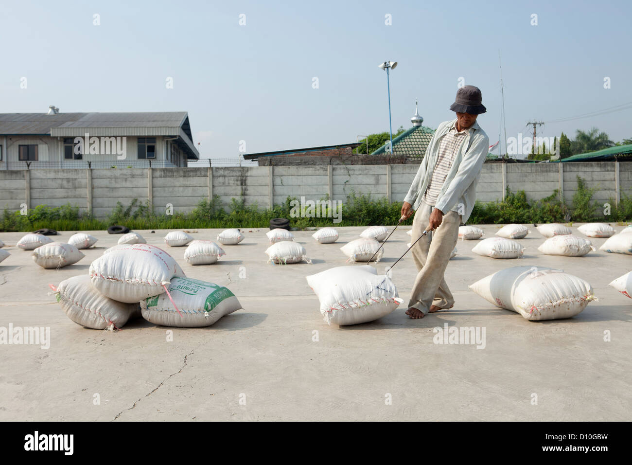 Bagging up rice for export. Indonesia Stock Photo