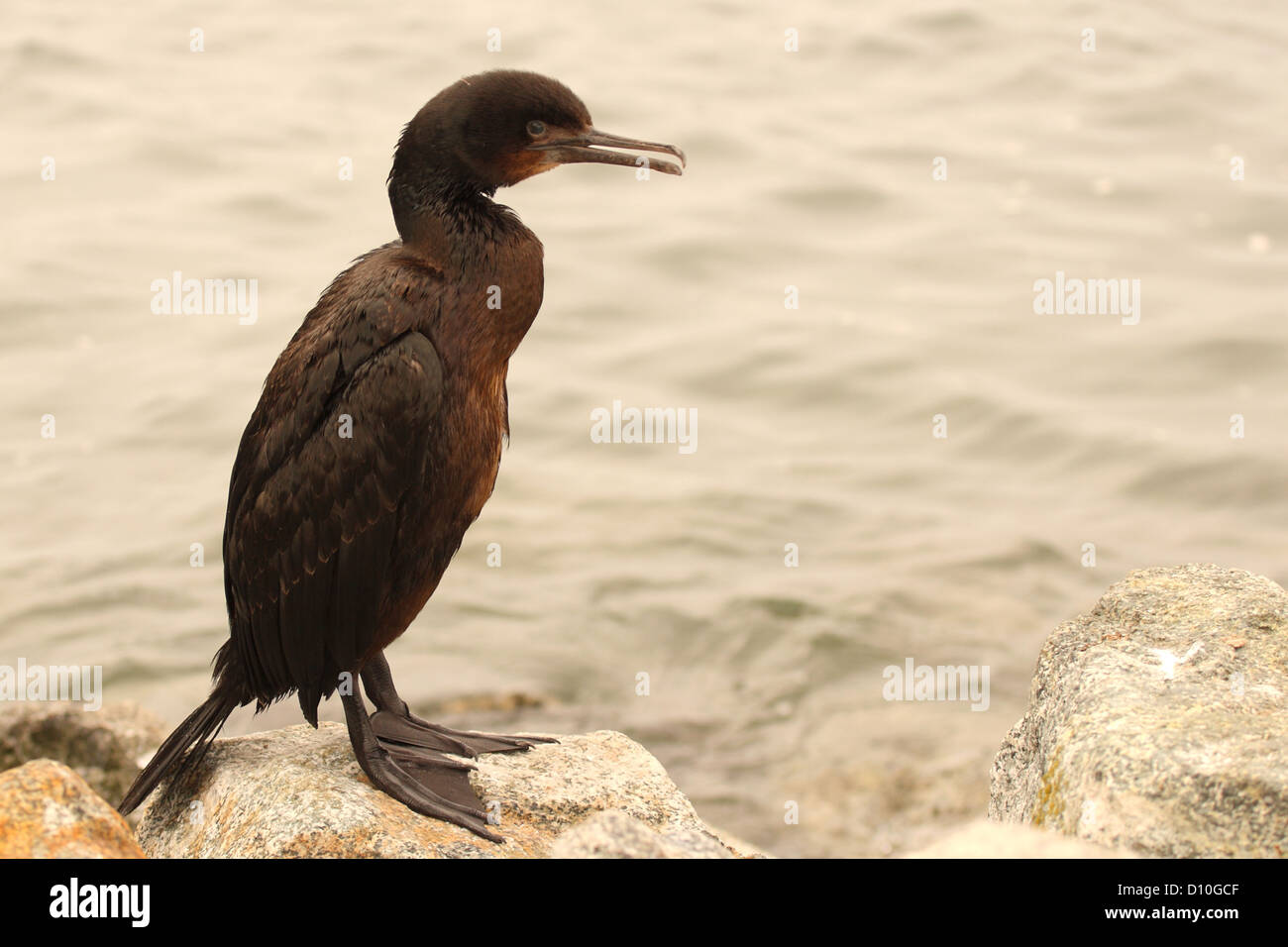 A Brandt's Cormorant giving a little chatter along the Pacific Ocean ...