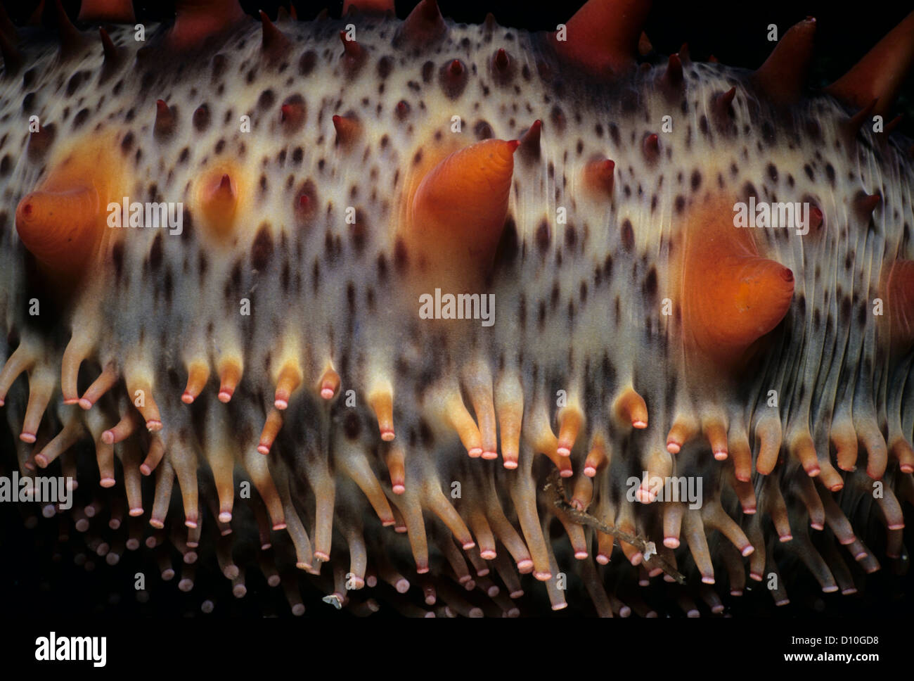 Tube feet echinoderm hires stock photography and images Alamy