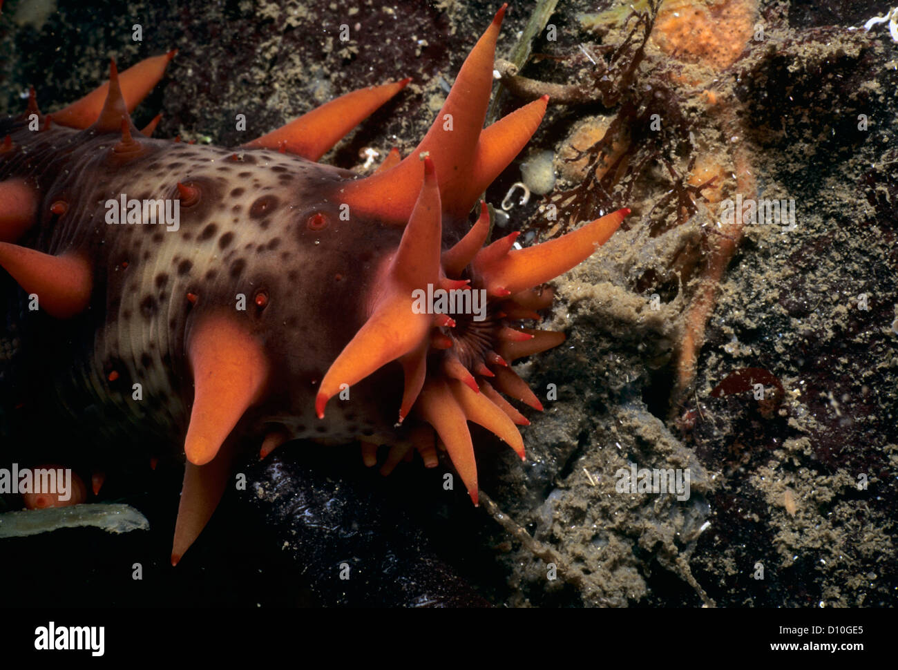 Mouth of a California Sea Cucumber (Parastichopus californicus). Vancouver Island, British Columbia, Canada, North Pacific Ocean Stock Photo