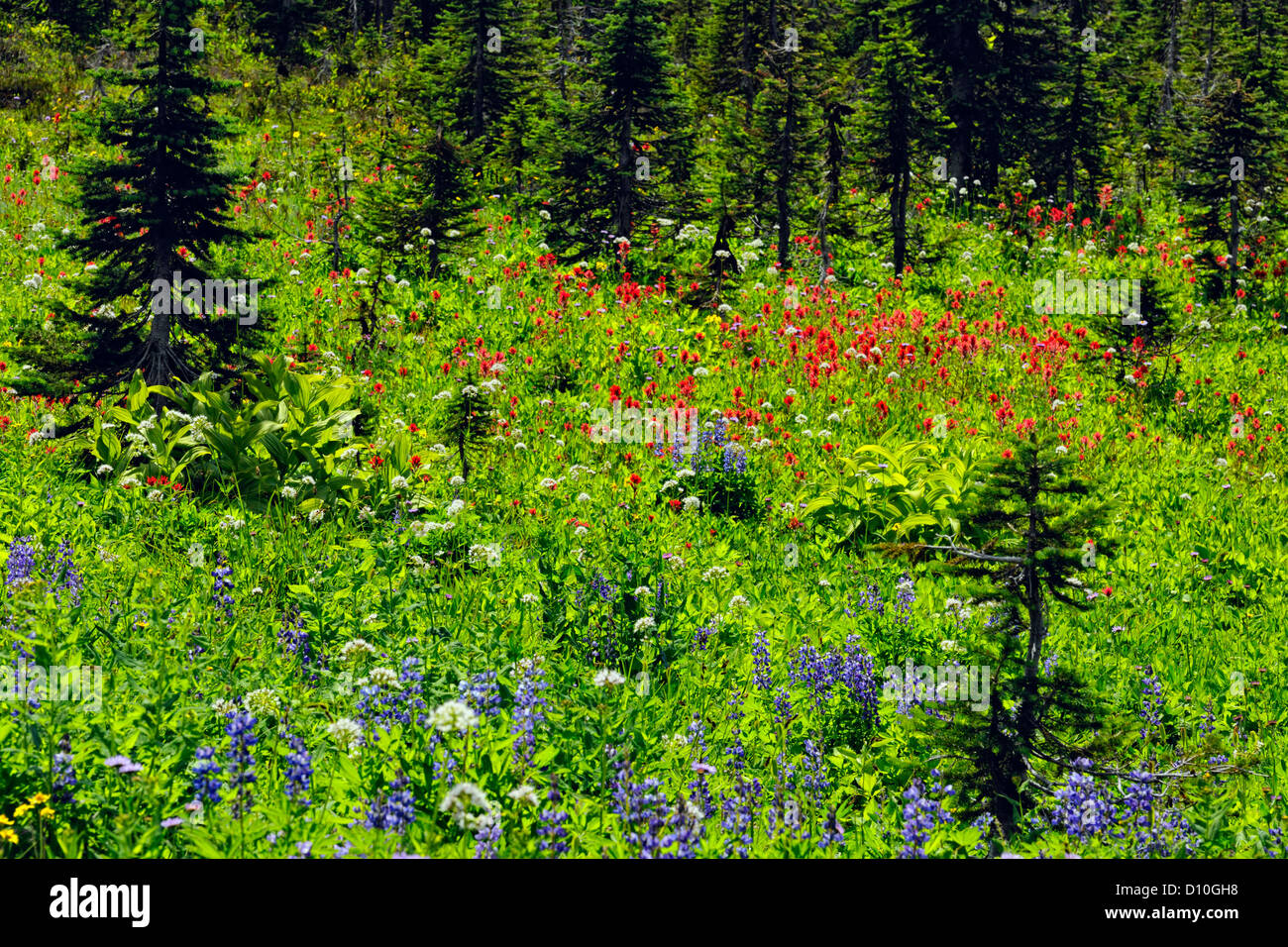 Fragile alpine area hi-res stock photography and images - Alamy