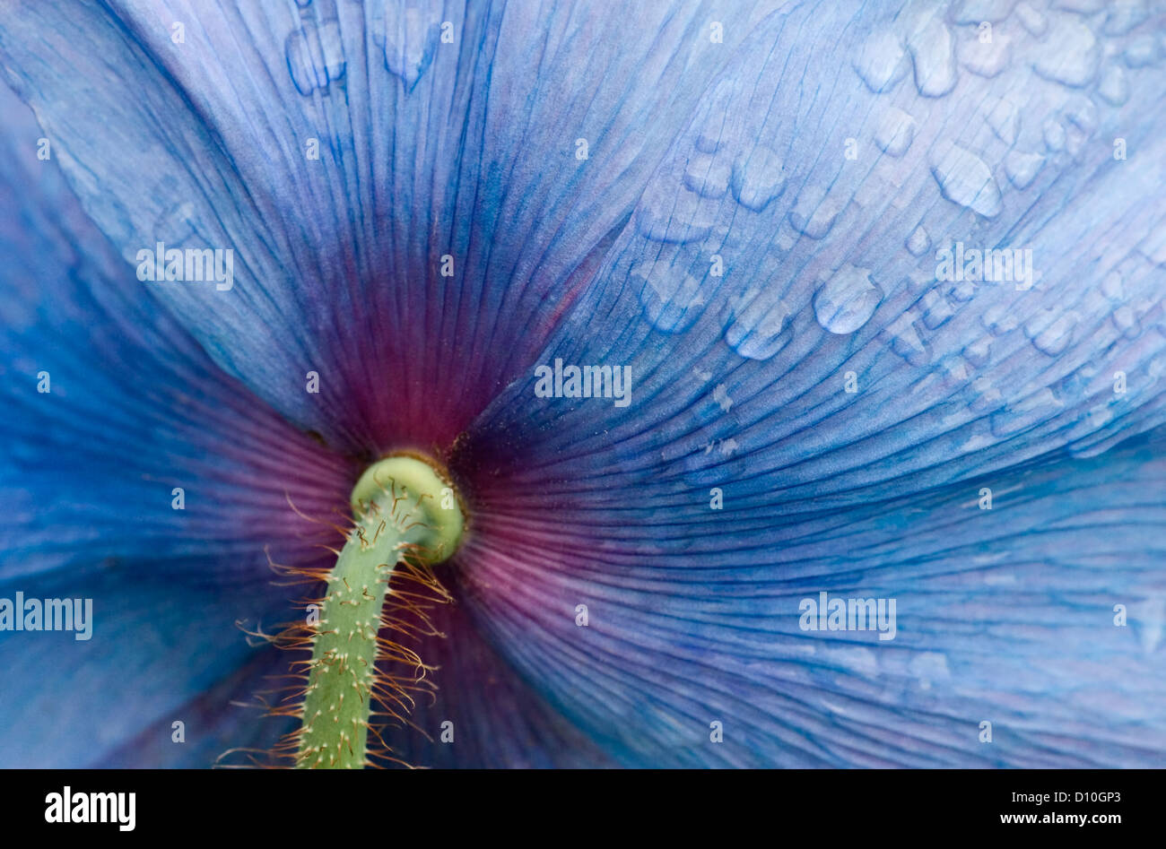 Rear view of flower of Meconosis 'Lingholm' with raindrops. Stock Photo