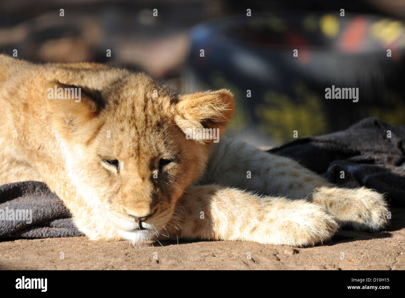 Lion cubs in captivity in a South African game reserve. Stock Photo