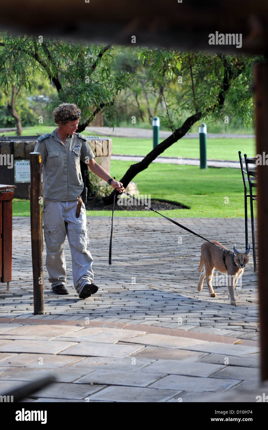 A caracal wild cat being walked on a leash by a game keeper at a South