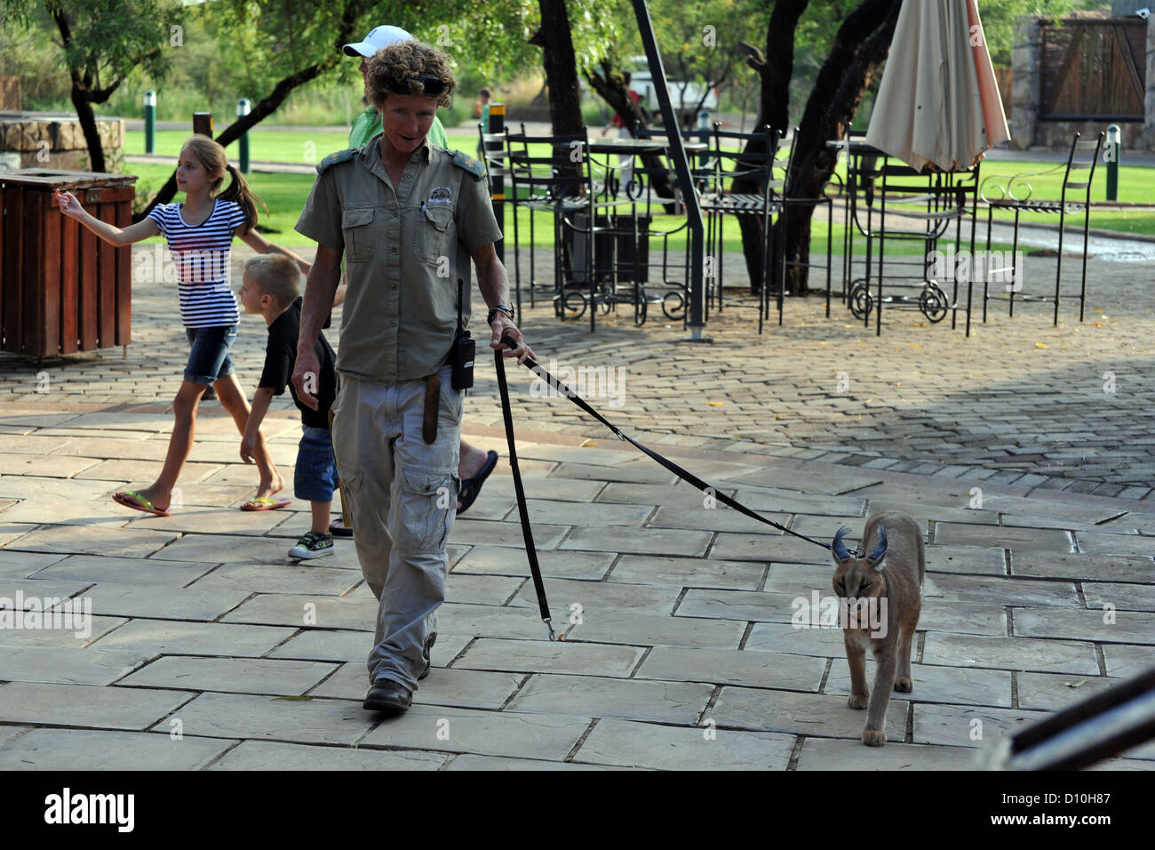 A caracal wild cat being walked on a leash by a game keeper at a South