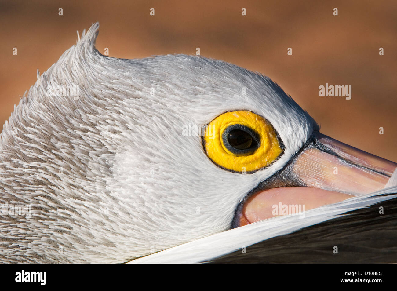 Head of an Australian Pelican. Stock Photo