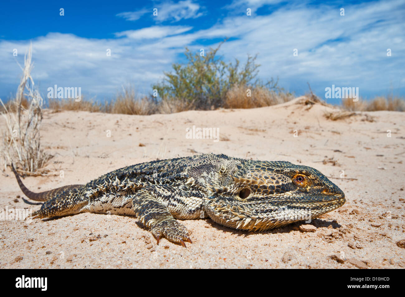 Bearded Dragon lying in the desert sand. Stock Photo