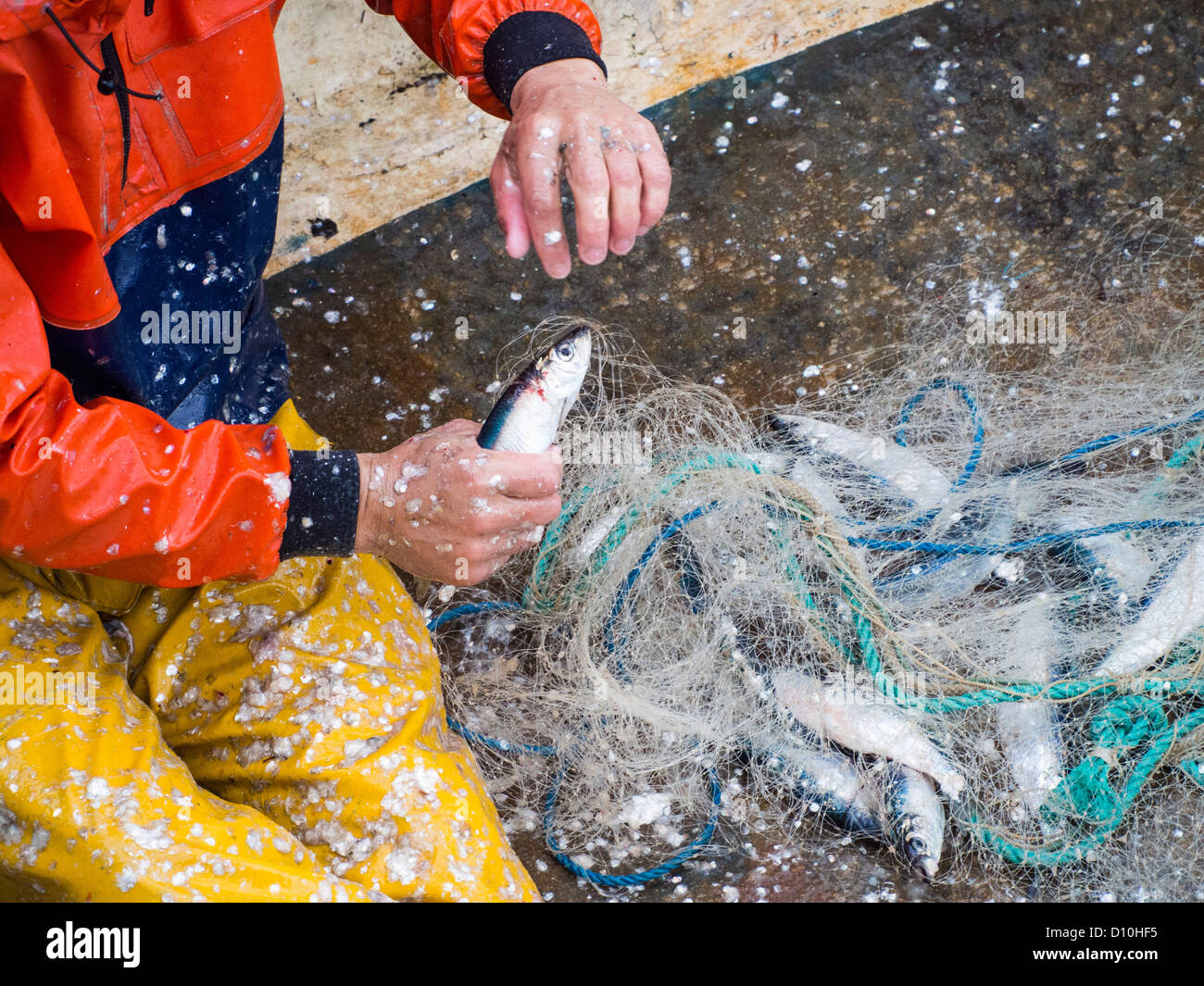 Herring fishing net hires stock photography and images Alamy