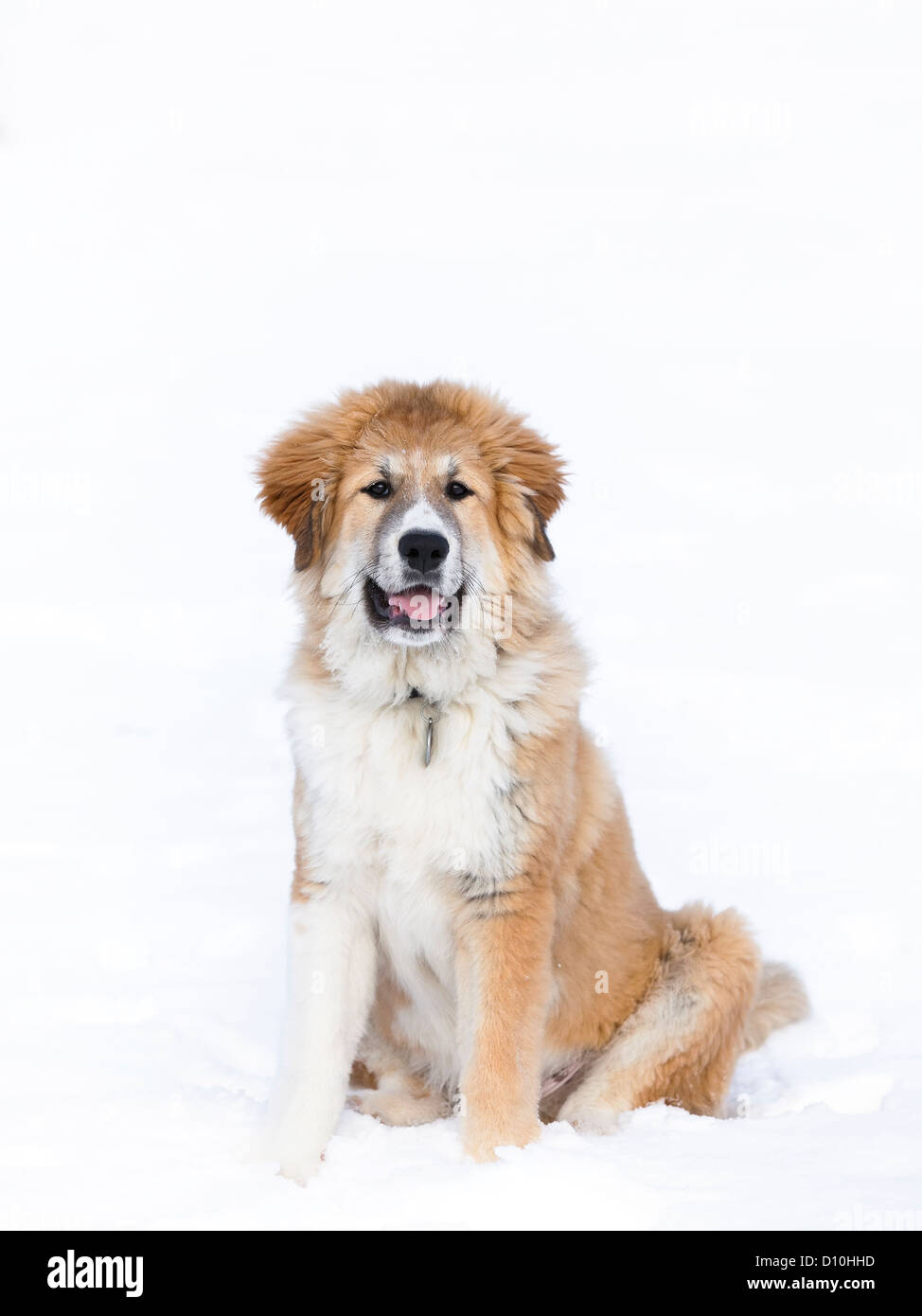Large, mixed breed puppy, sitting in snow, Manitoba, Canada. Stock Photo