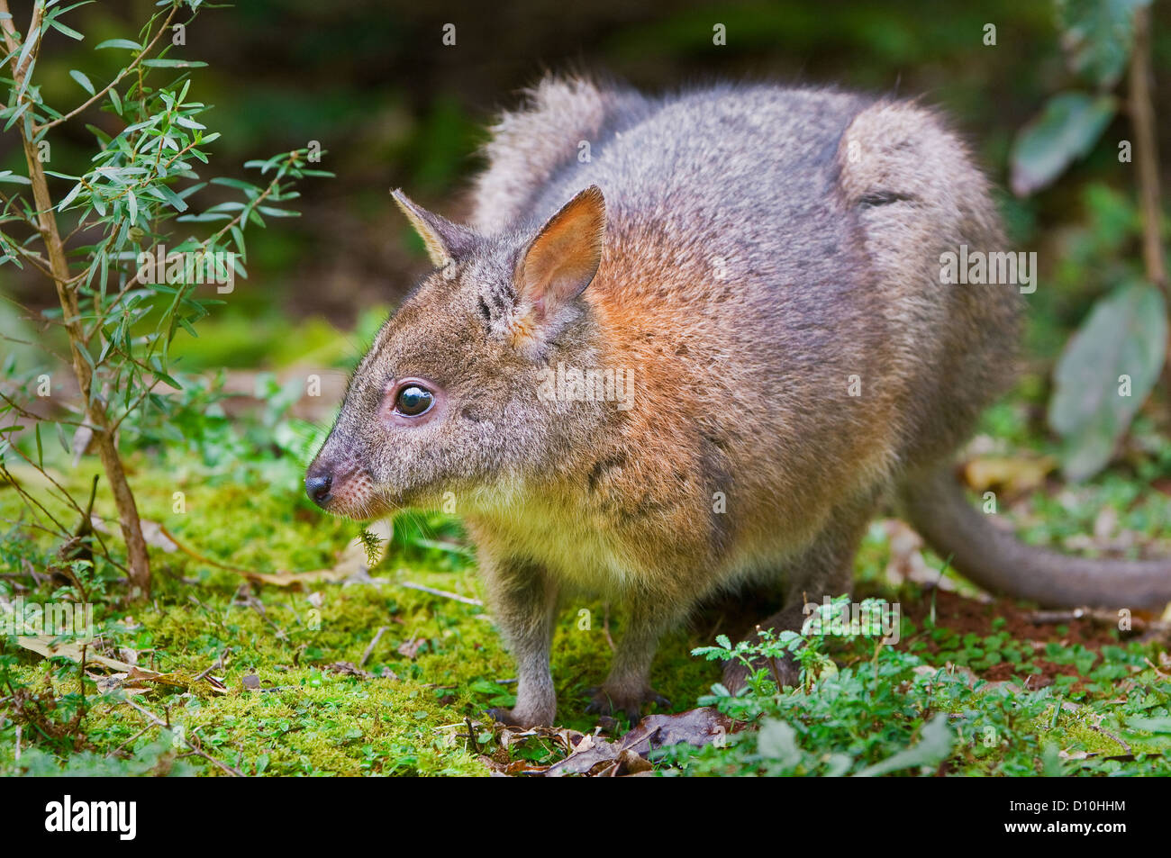 Red-necked Pademelon watching. Stock Photo