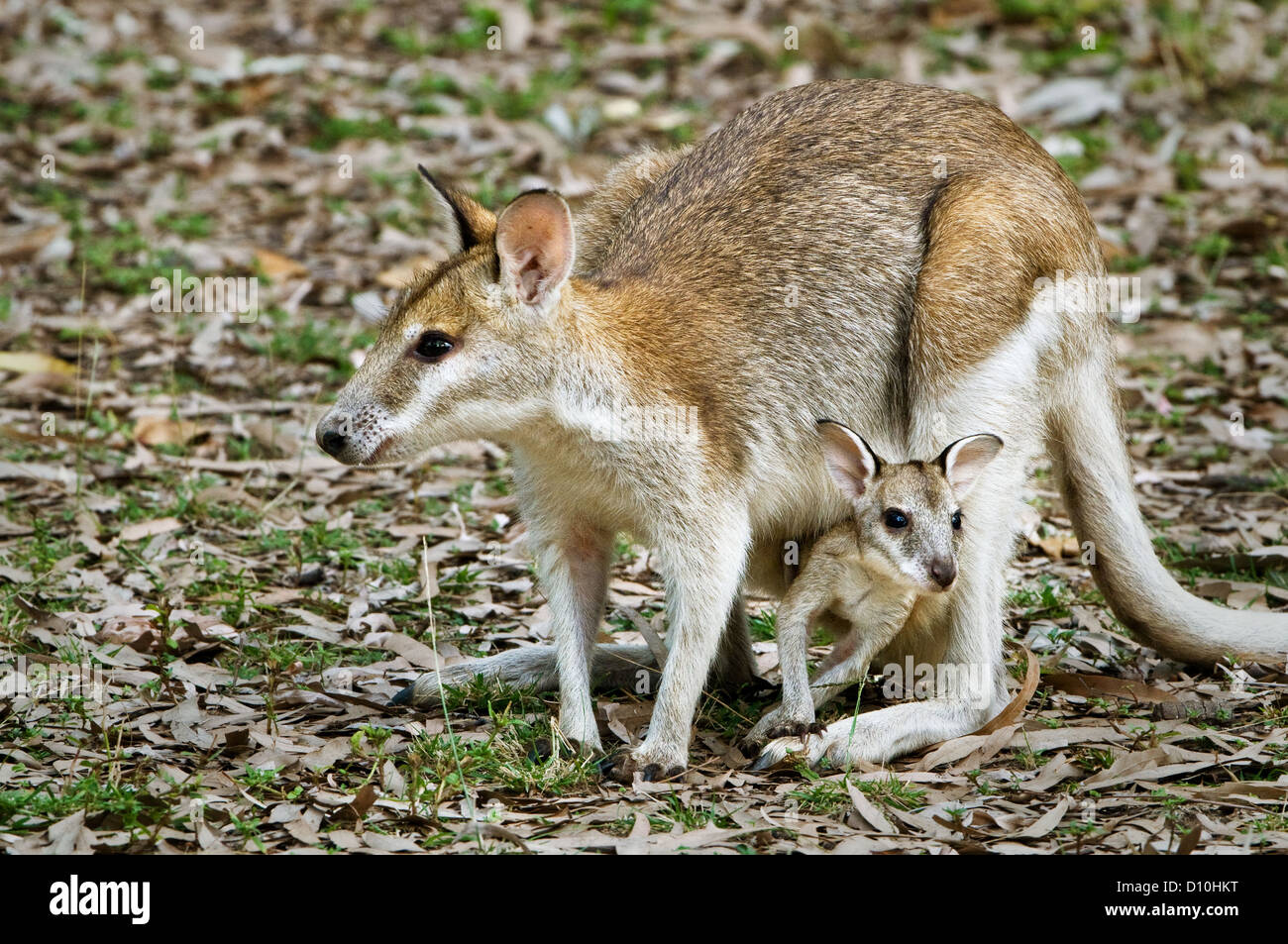 Agile Wallaby with Joey. Stock Photo